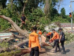 Siaga Bencana Non-Alam, BPBD Way Kanan Lakukan Mitigasi Pohon Tumbang Di Jalur Padat